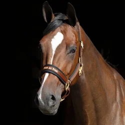 Back on Track Grime "Werano" Brun