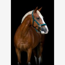 Horse Guard Grime "Diya 2,0" Ponderosa Pine