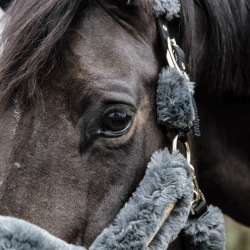 Kentucky Grime "Sheepskin Shipping Halter" Gr
