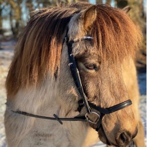 By Weber Trense Anatomisk 