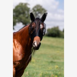 Professionals Choice Fluemaske "Comfort Fit NY m. hul til pandelokken" Black