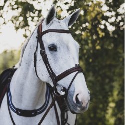 Antares Trense "Precision Bridle Comfort Noseband" Sort