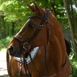 Antares Trense "Precision Bridle Y Noseband" Brun