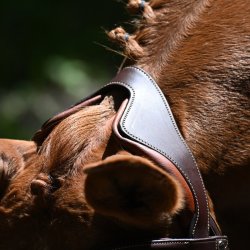 Antares Trense "Precision Bridle Y Noseband" Brun