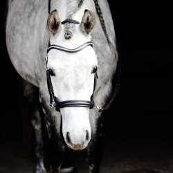 By Weber Trense Bidls "Austin" Sort 