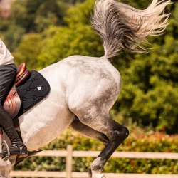 Samshield Underlag Spring "Embroidery" Black